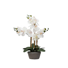 Load image into Gallery viewer, Desktop Orchid in Cement