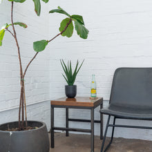 Load image into Gallery viewer, Desktop Aloe