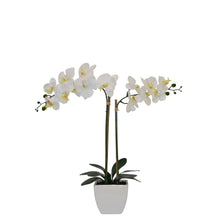 Load image into Gallery viewer, Natural Touchᵀᴹ Tabletop Artificial Orchid