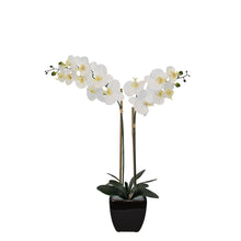 Load image into Gallery viewer, Natural Touchᵀᴹ Tabletop Artificial Orchid