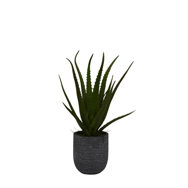 Desktop Aloe