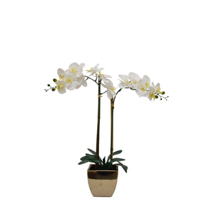 Natural Touchᵀᴹ Tabletop Artificial Orchid