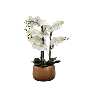 Centerpiece Orchid