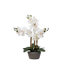 Load image into Gallery viewer, Desktop Orchid in Cement
