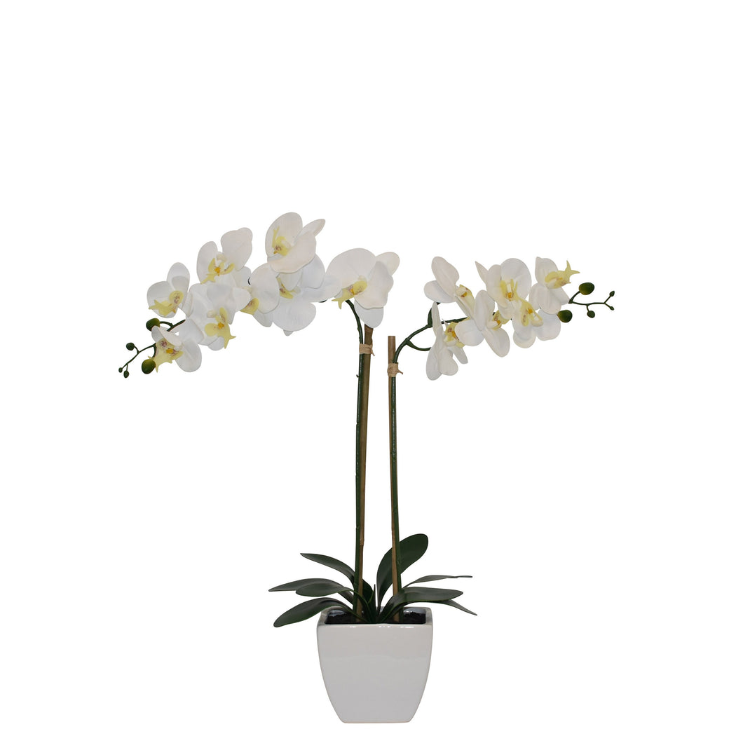 Tabletop Artificial Orchid