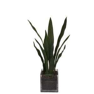 tabletop snake plant Tabletop Snake Plant – Nature's Elements Floral Company